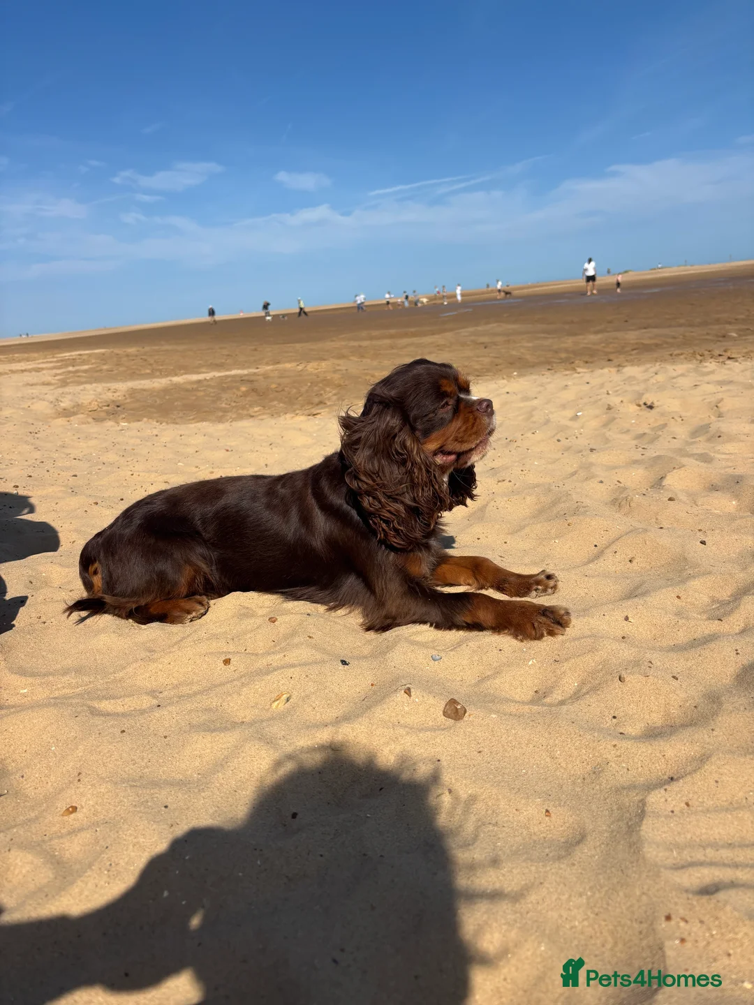 Cavalier King Charles Spaniel dogs for stud: THE BEST Looking CHOCOLATE🍫🐶 CAVALIER STUD - Advert 23