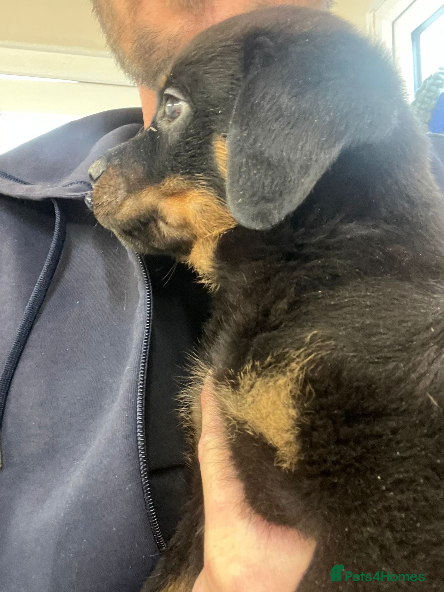 Rottweiler dogs 🤎🖤🦍1 BOY READY NOW KC REGISTERED 5 ⭐️ BREEDER - Advert 16