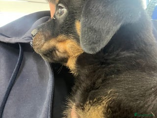 Rottweiler dogs 🤎🖤🦍1 BOY READY NOW KC REGISTERED 5 ⭐️ BREEDER - Advert 2