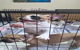 French Bulldog dogs for sale: French Bulldogs - Image 17