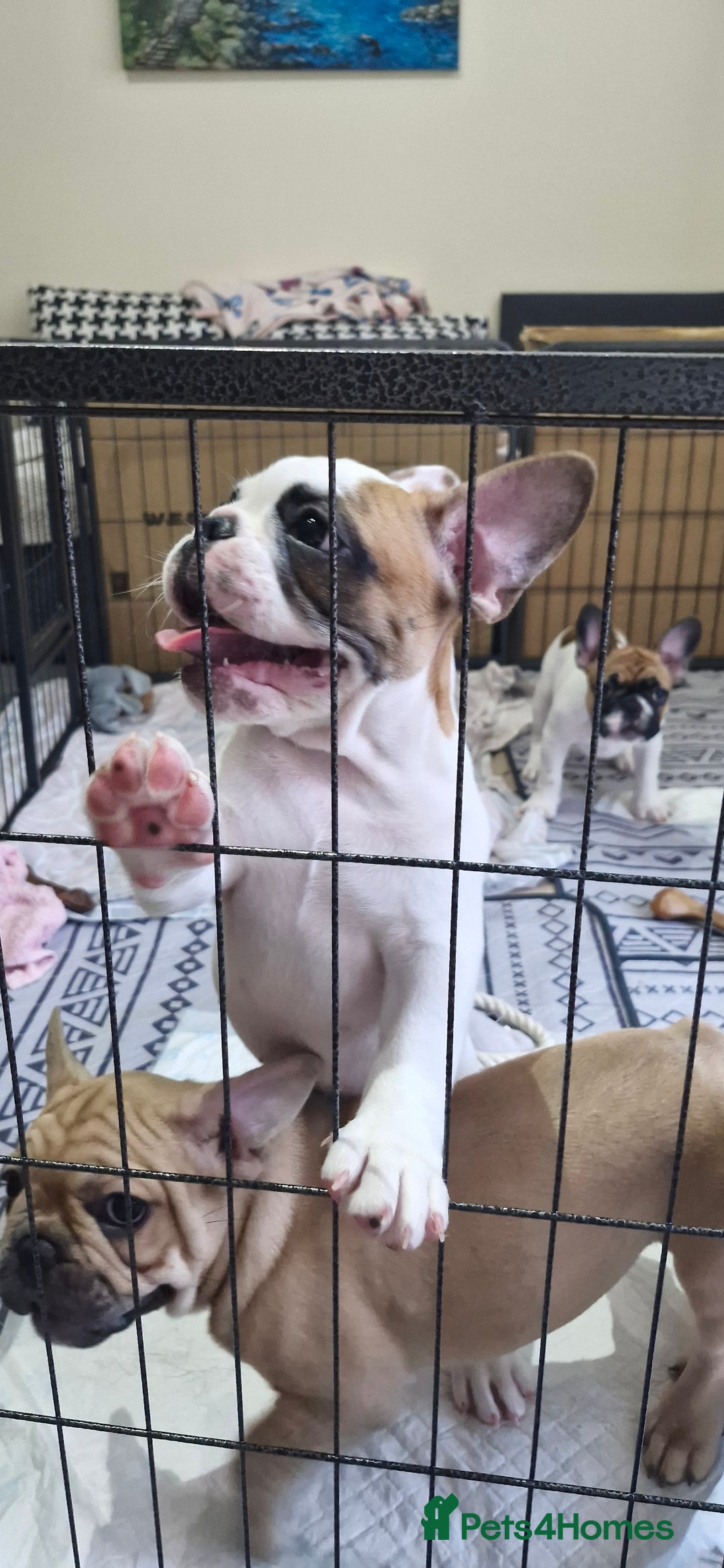 French Bulldog dogs for sale: French Bulldogs - Image 17