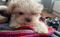 Shih Tzu dogs for sale: Beautiful shihtzu puppies  - Image 10