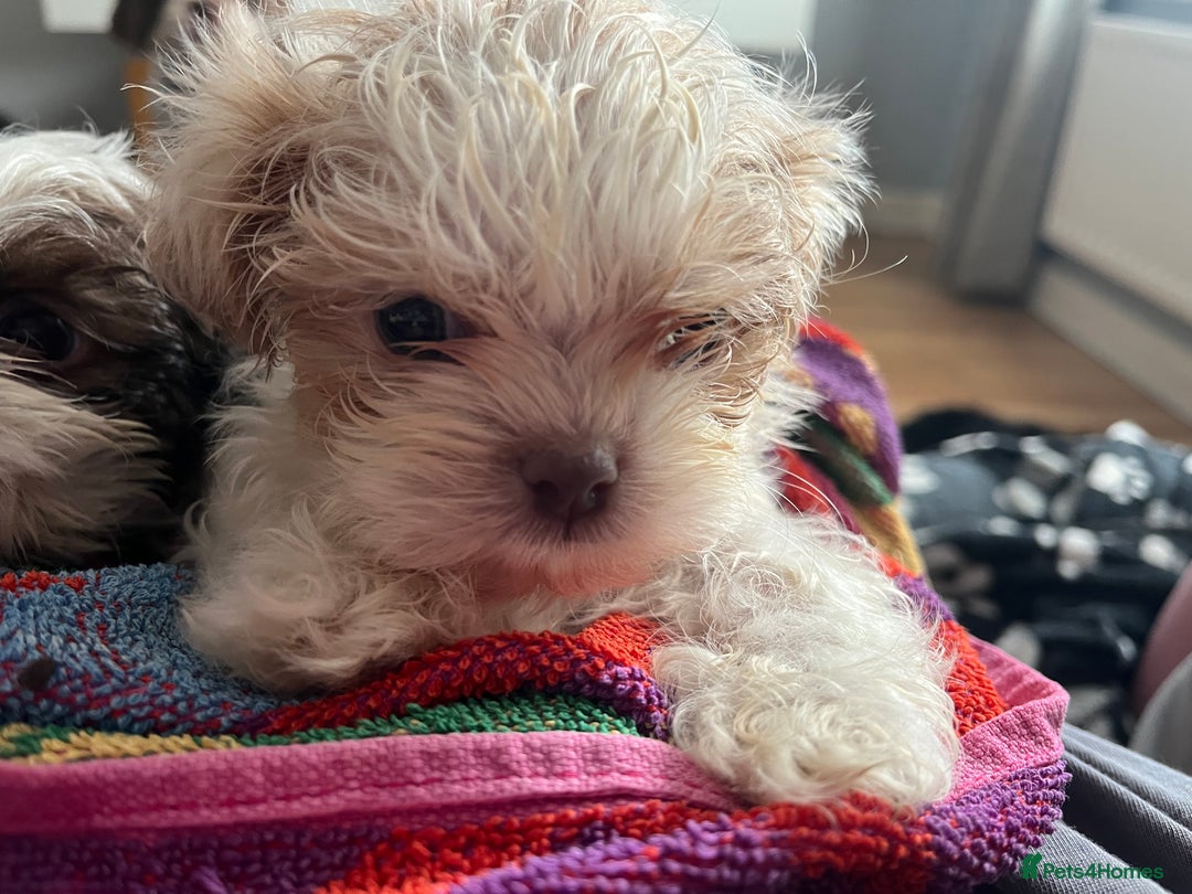 Shih Tzu dogs for sale: Beautiful shihtzu puppies  - Image 10