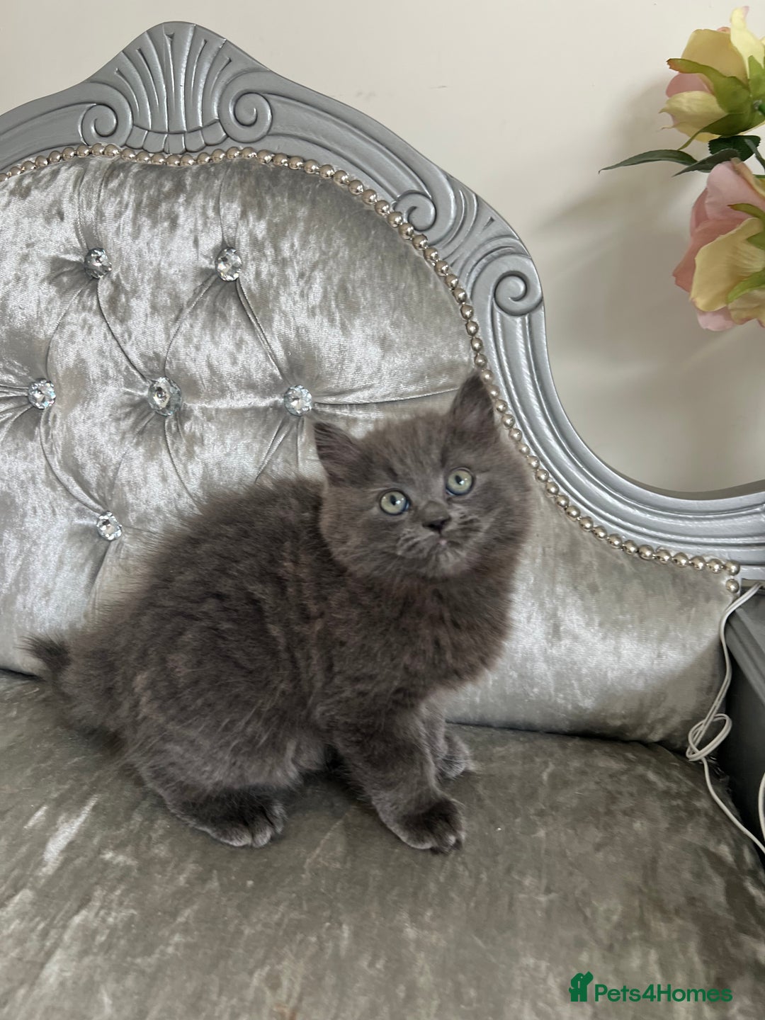 Mixed Breed cats for sale: Ragdoll Cross kittens 1 boy 1 girl available 😻 in Doncaster - Image 10