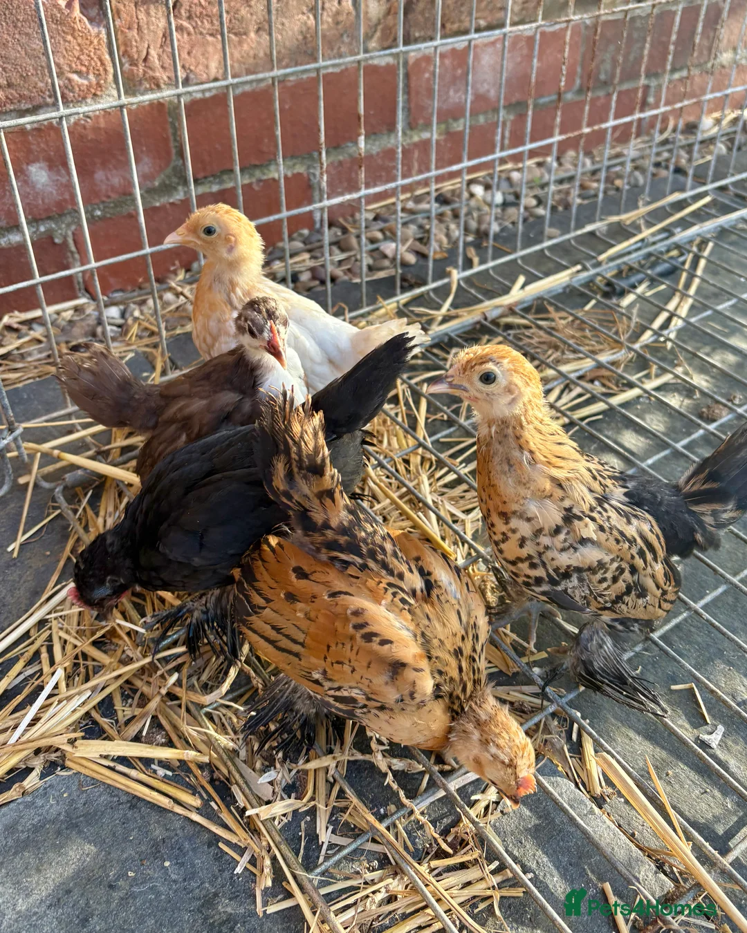Chickens poultry for sale: Sablepoot Chicks (Booted Bantams) - Advert 10