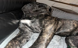 Presa Canario dogs for sale: 7 month female presa canario - Image 4