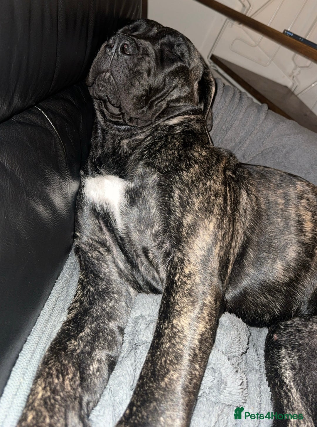 Presa Canario dogs for sale: 7 month female presa canario - Image 4