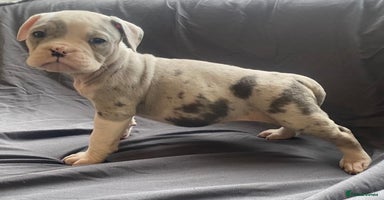 Olde English Bulldogge dogs - Advert 3