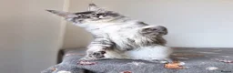 Maine Coon cats for sale: GCCF HealthTested Russian Championline Mainecoons  - Advert 10