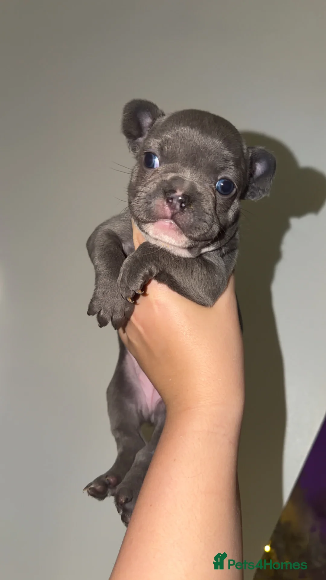 French Bulldog dogs for sale: Gorgeous Lilac, Pink Isabella, & Blue Frenchies - Advert 19