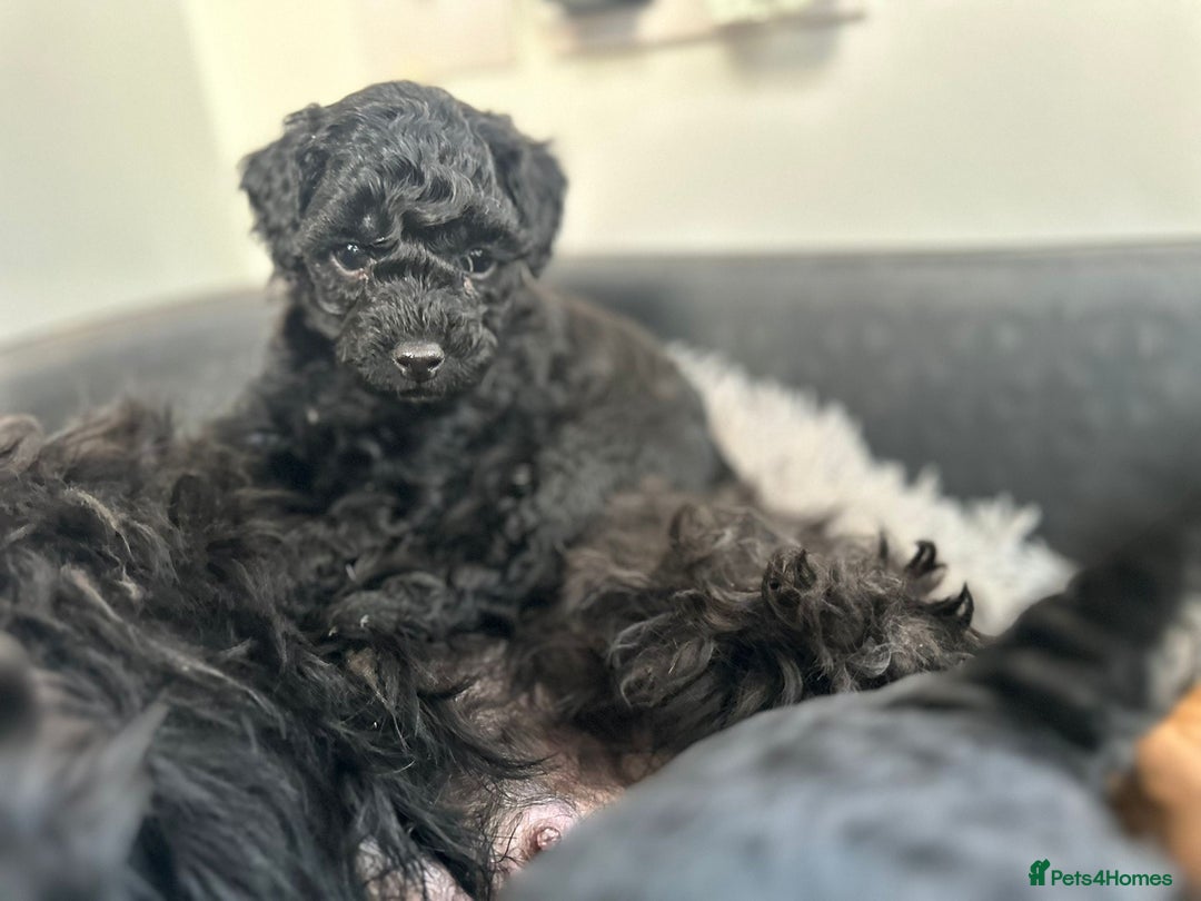 Cockapoo dogs for sale: Stunning f1b cockapoo's for sale  - Advert 13