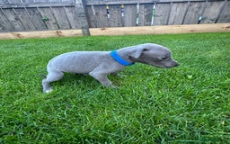 Whippet dogs for sale: ⭐️ KC Whippet pups blue and white. ⭐️ - Image 12