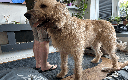 Irish Wolfhound dogs for sale: S Eccleston  - Image 1