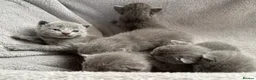 Russian Blue cats for sale: Russian Blue kittens  - Advert 11