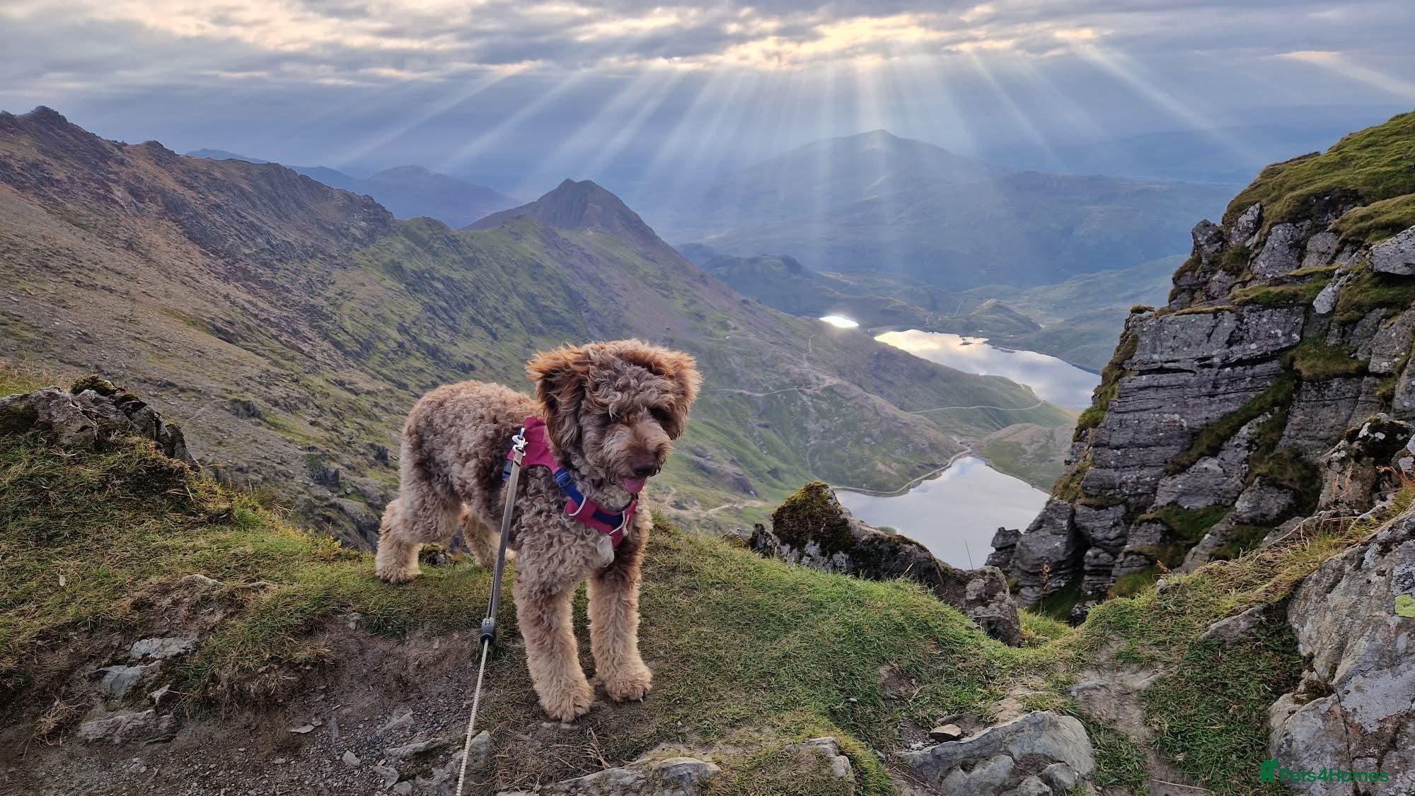 Bordoodle dogs F1 &amp; F1b Bordoodle pups expected - Advert 4