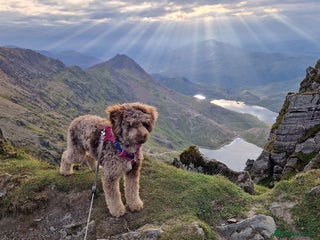 Bordoodle dogs F1 & F1b Bordoodle pups expected - Advert 1