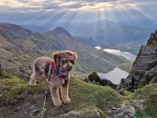 Bordoodle dogs F1 & F1b Bordoodle pups expected - Advert 2