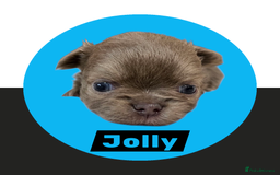 Chihuahua dogs for sale: Chihuahua - Amazing Fluffy boys and girls - Advert 5