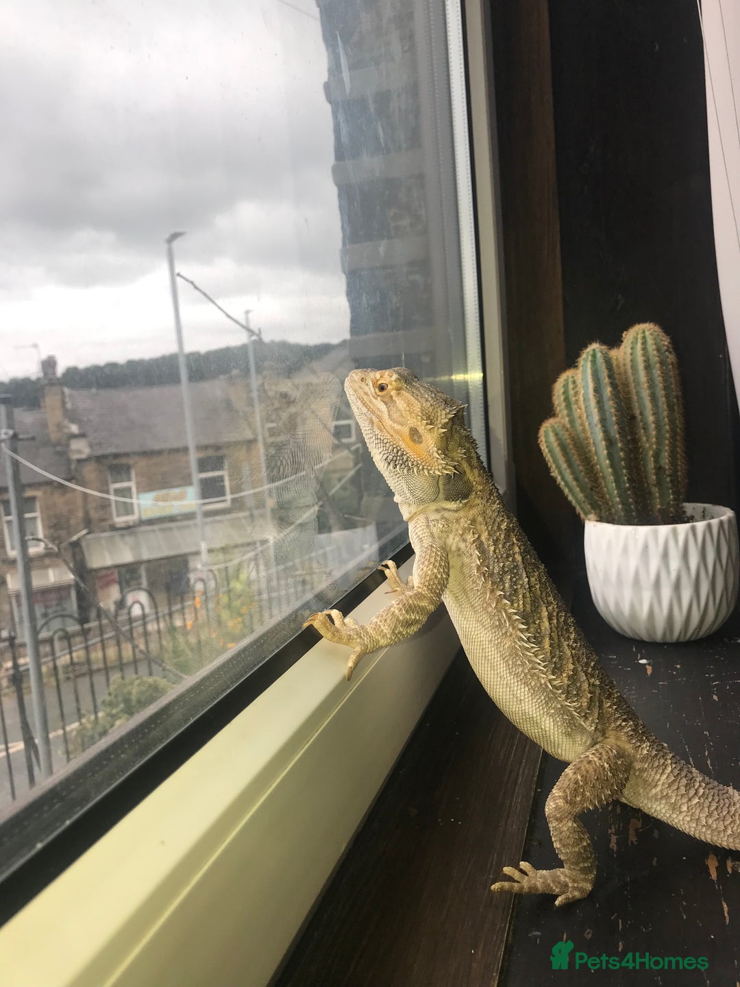 Bearded Dragon reptiles for sale: Bearded dragon boy names Loki the lizard  - Image 15