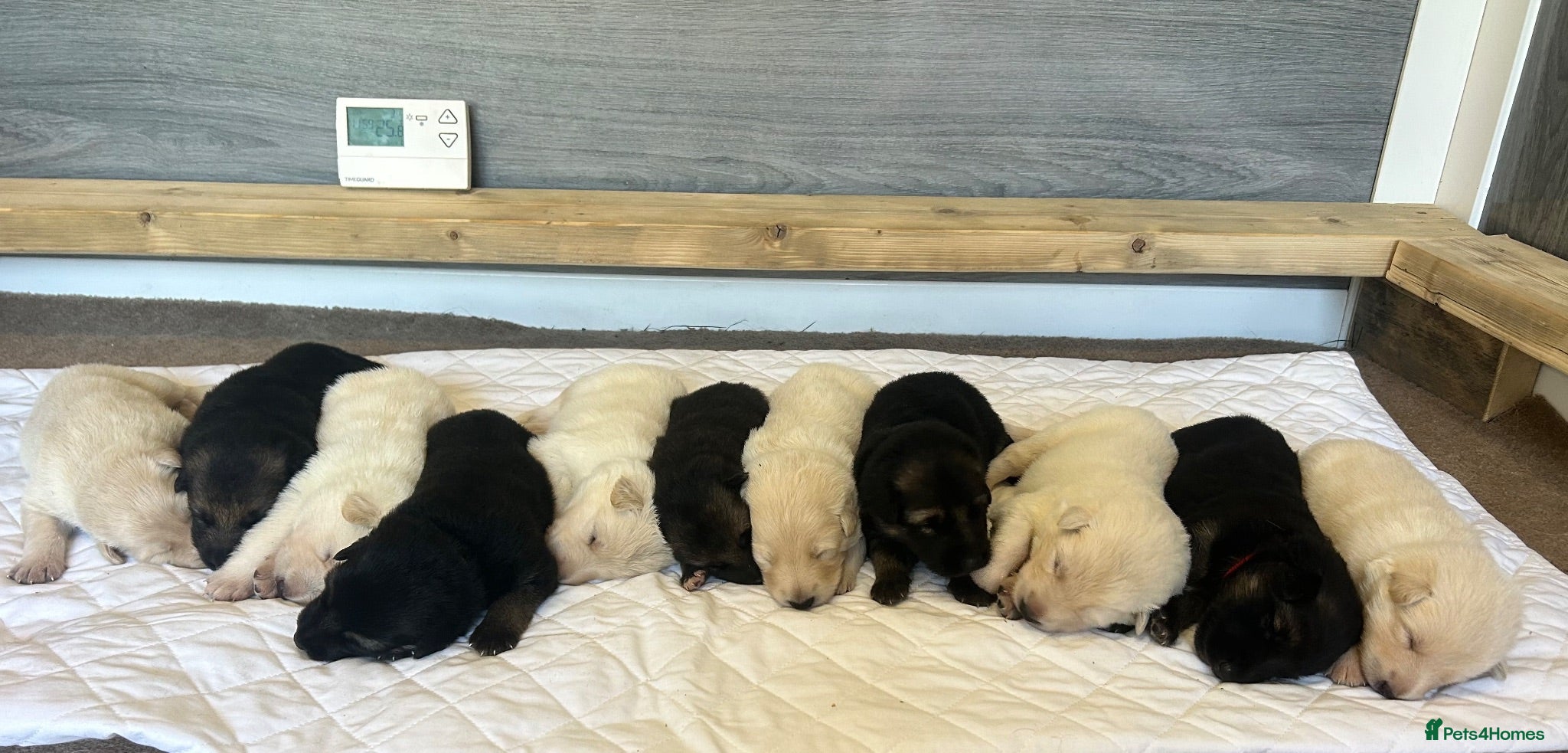 German Shepherd dogs German Shepherd Puppies, straight backed.  - Advert 18