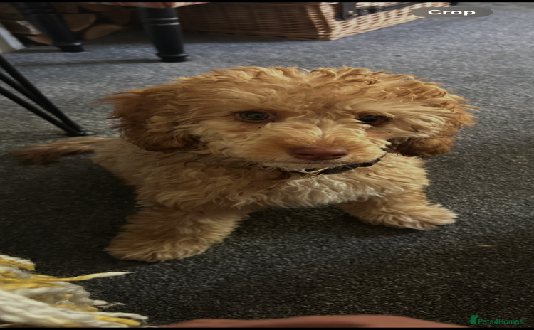 Cockapoo dogs - Advert 8