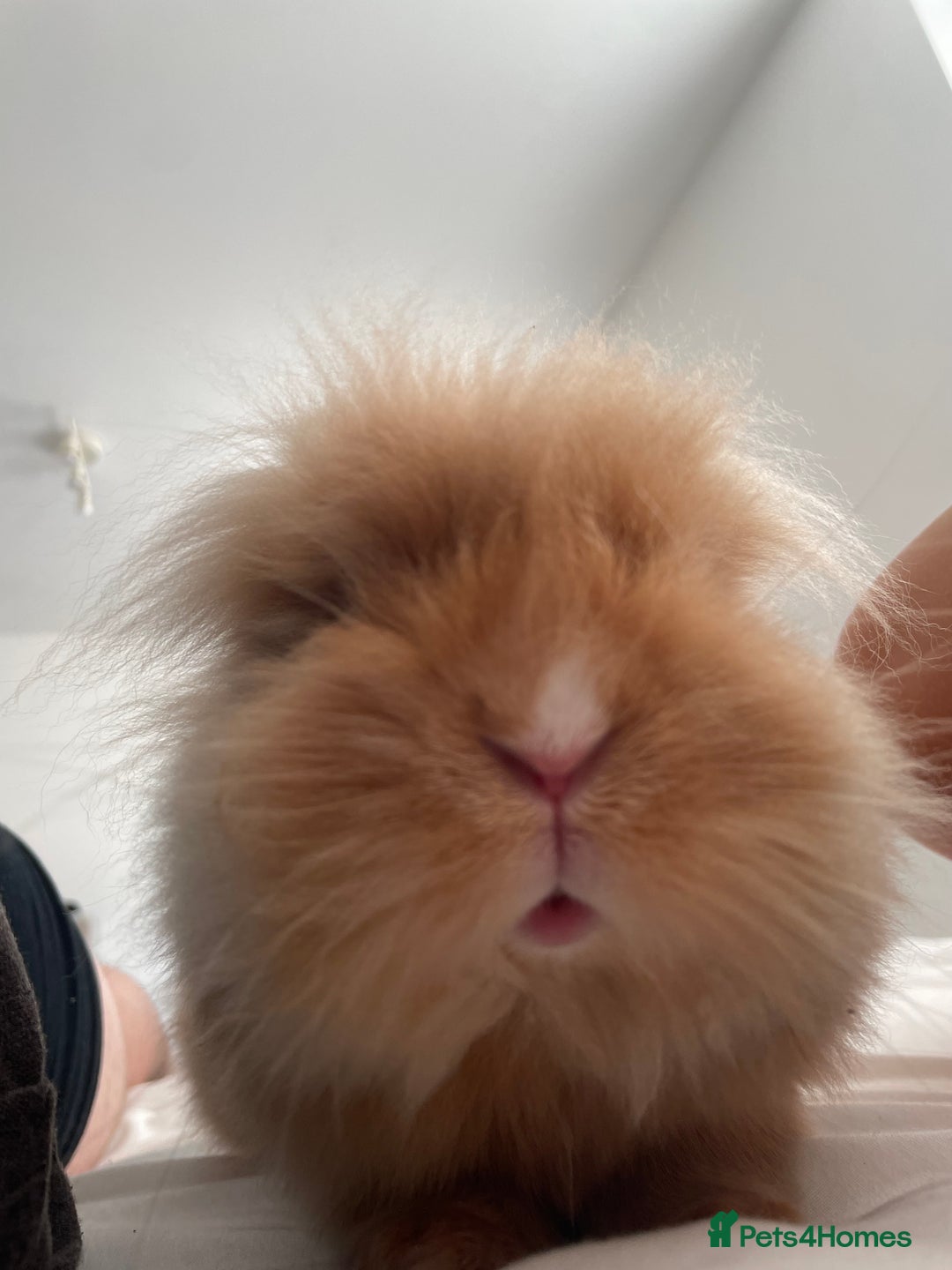 Lionhead rabbits for sale: Scrappy - Advert 4