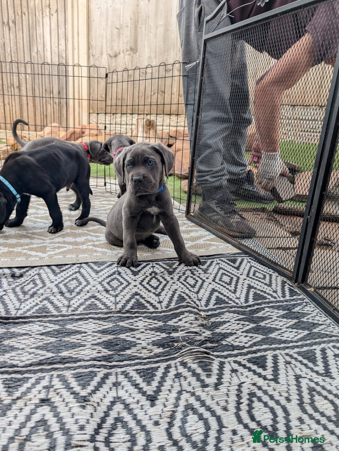 Cane Corso dogs for sale: Cane corso puppies.. - Image 25