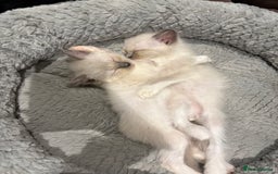 Ragdoll cats for sale: Last 2 beautiful boy blue mitted Ragdolls kittens  - Image 5