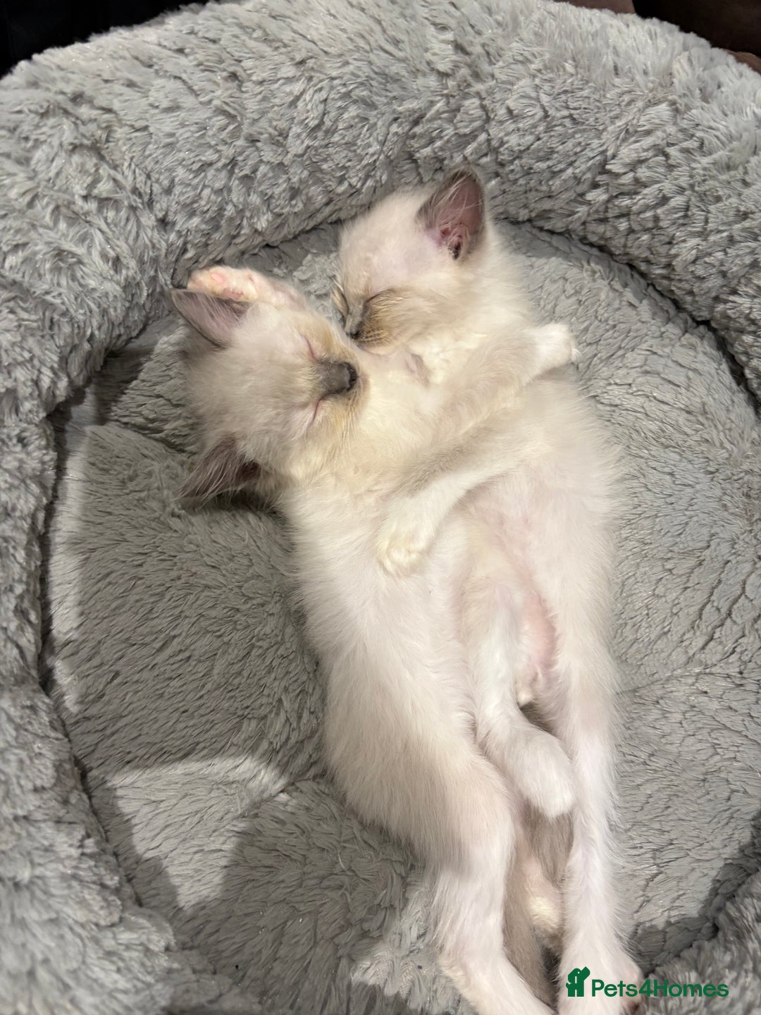 Ragdoll cats for sale: Last 2 beautiful boy blue mitted Ragdolls kittens  - Image 5