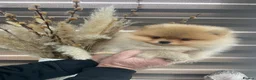 Pomeranian dogs for sale: KC mini Pomeranian  - Advert 14