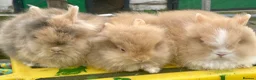 Lionhead rabbits for sale: Pure Lionhead bunnies  - Advert 1