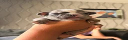 French Bulldog dogs for sale: Beautiful French Bulldogs - Advert 17