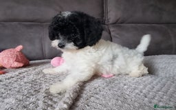 Cockapoo dogs for sale: Fully Vaccinated Best Friend Sofa Companions 🥰   - Image 21
