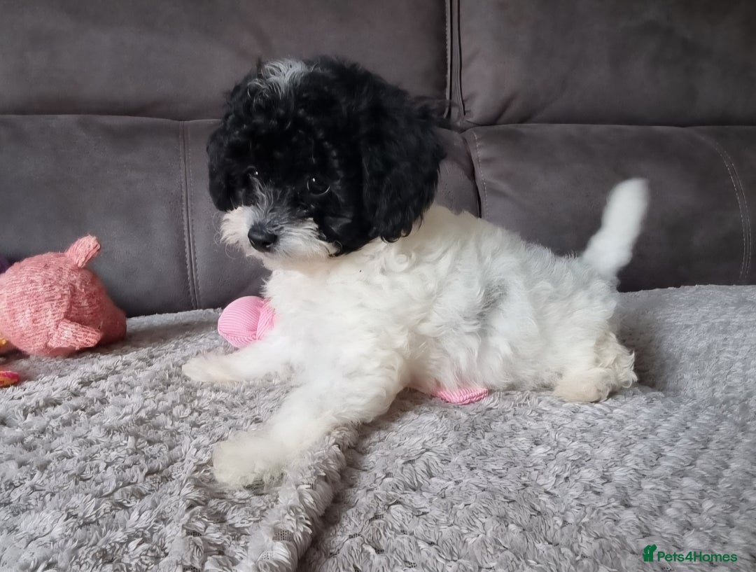 Cockapoo dogs for sale: Fully Vaccinated Best Friend Sofa Companions 🥰   - Image 21