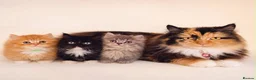Munchkin cats for sale: Rare Munchkin Minuet (Persian Munchkin) Kittens  - Advert 3