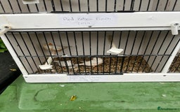 Finches birds for sale: Star zebra finch bengalese and canaries  - Image 6