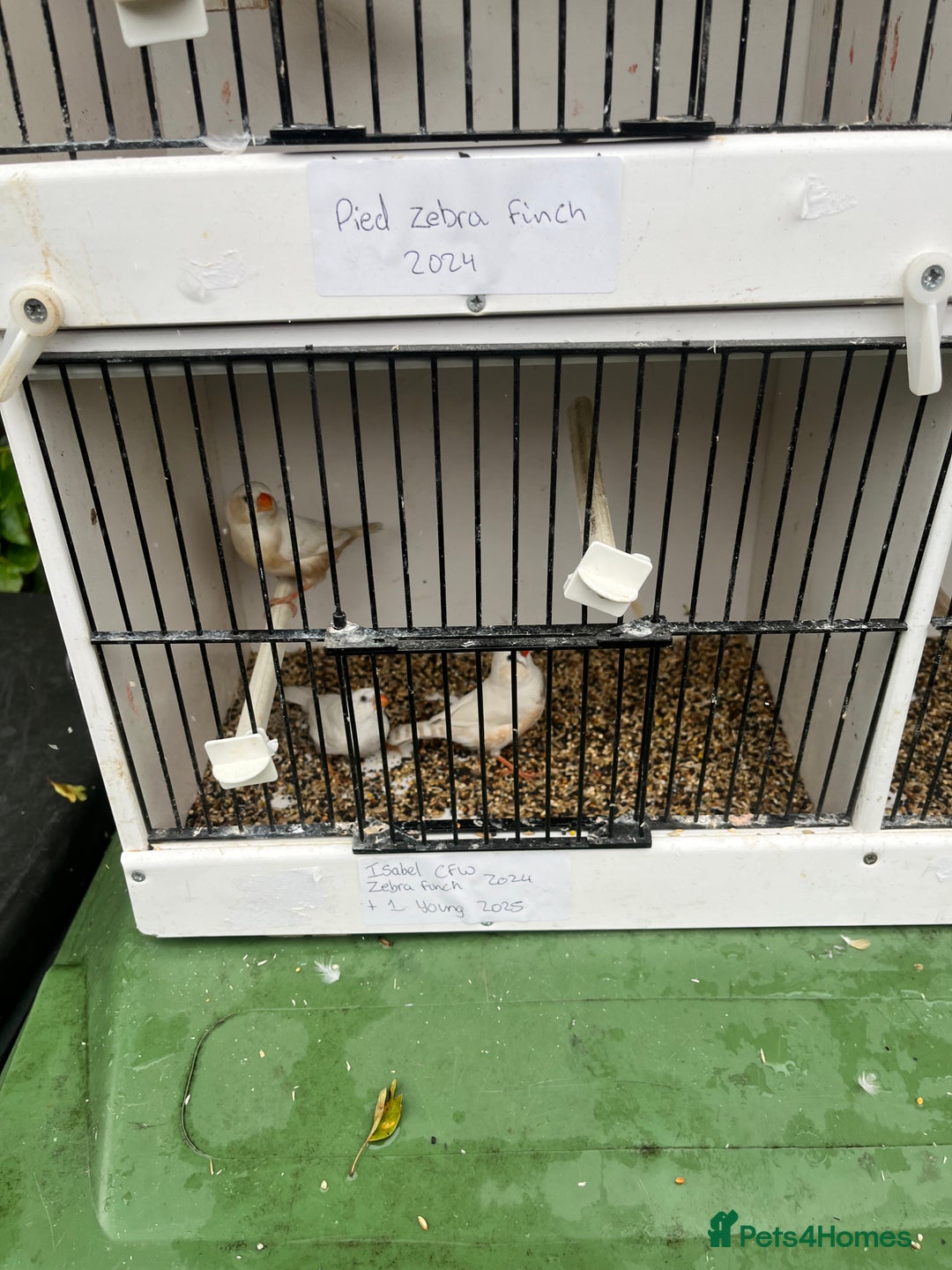 Finches birds for sale: Star zebra finch bengalese and canaries  - Image 6