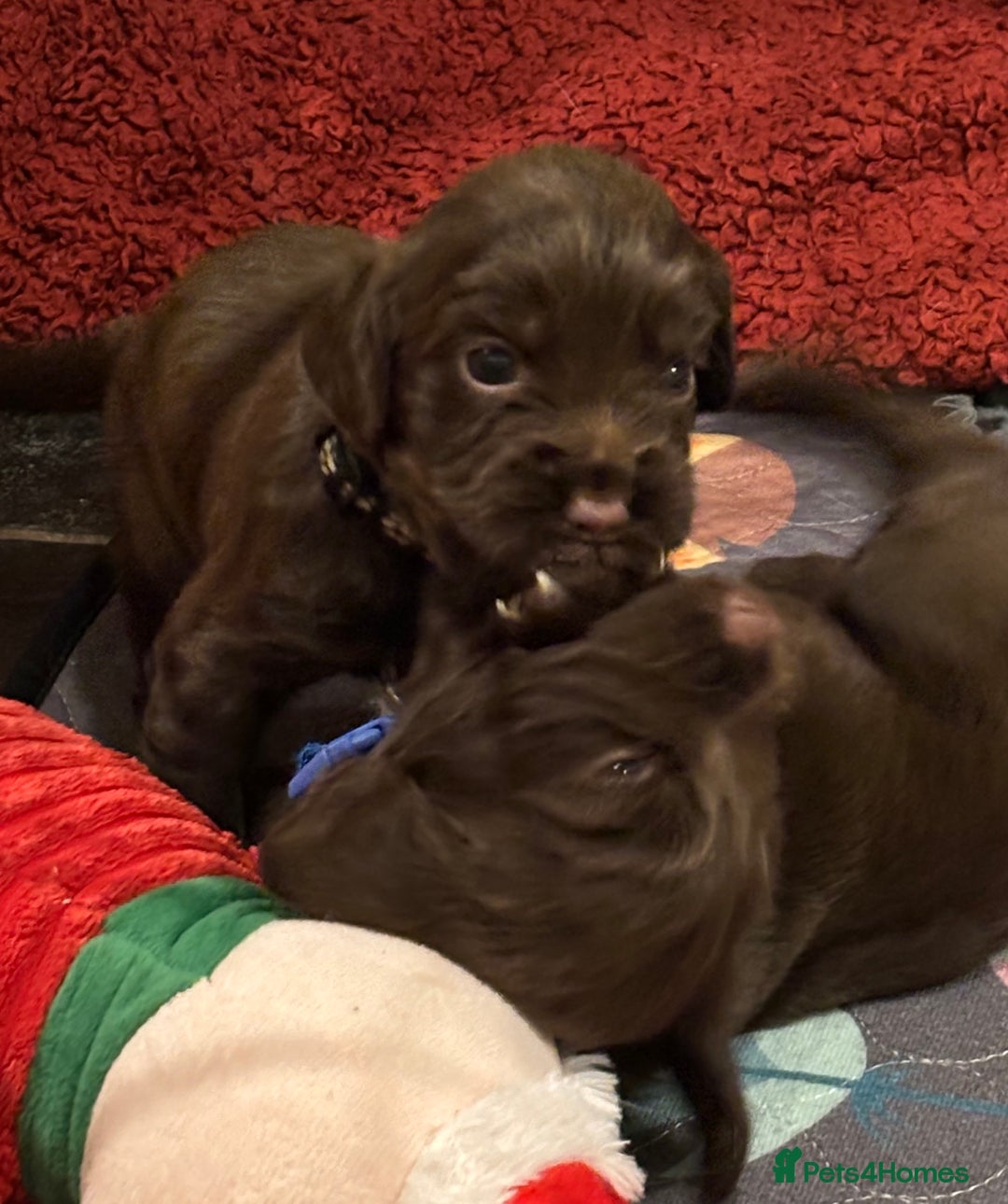Cocker Spaniel dogs for sale: Beautiful Cocker Spaniel Puppies - Advert 1