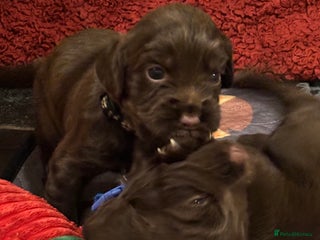 Cocker Spaniel dogs Beautiful Cocker Spaniel Puppies - Advert 12