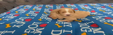 Cocker Spaniel Puppy 3