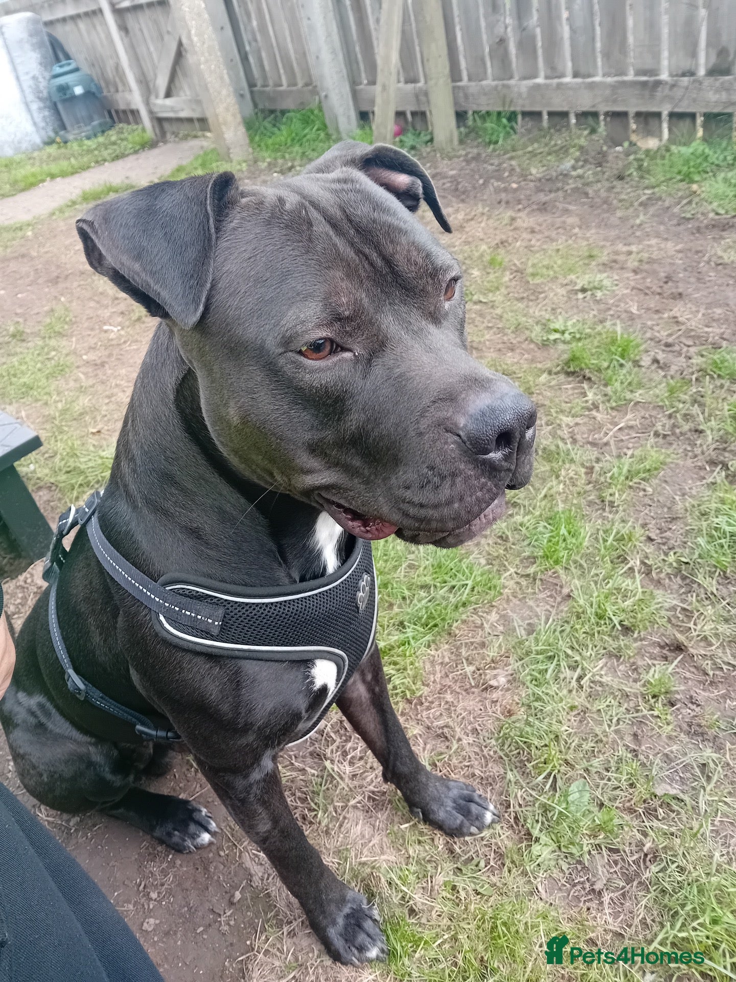 Mixed Breed dogs Milo, just over a year old. - Advert 3