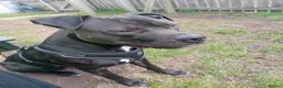 Mixed Breed dogs for sale: Milo, just over a year old. in Brighouse - Advert 1