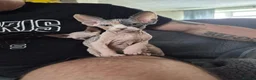 Sphynx cats for sale: Canadian sphynx kittens looking for home in Oldbury - Advert 4
