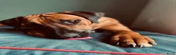 Rhodesian Ridgeback dogs for sale: KC Registered Rhodesian Ridgeback Litter - Advert 5