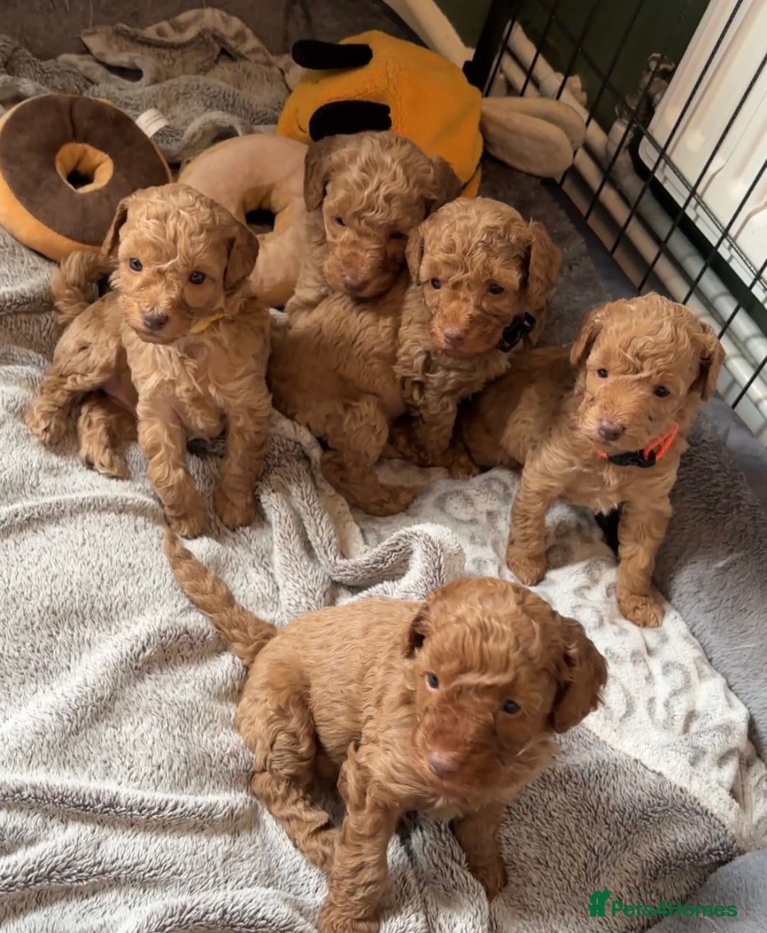 Cockapoo dogs for sale: Beautiful Cockapoo Puppies - Advert 1