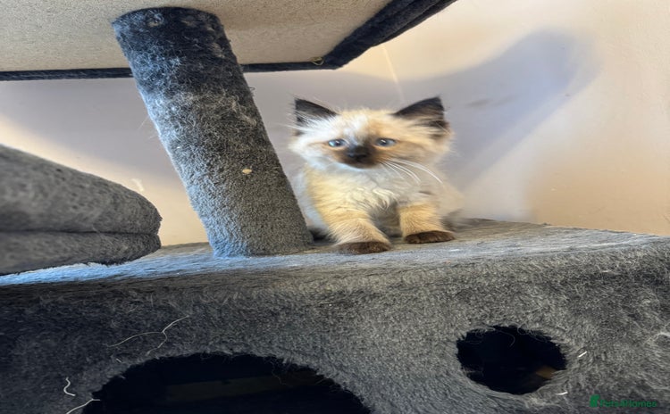 Ragdoll cats - Advert 7