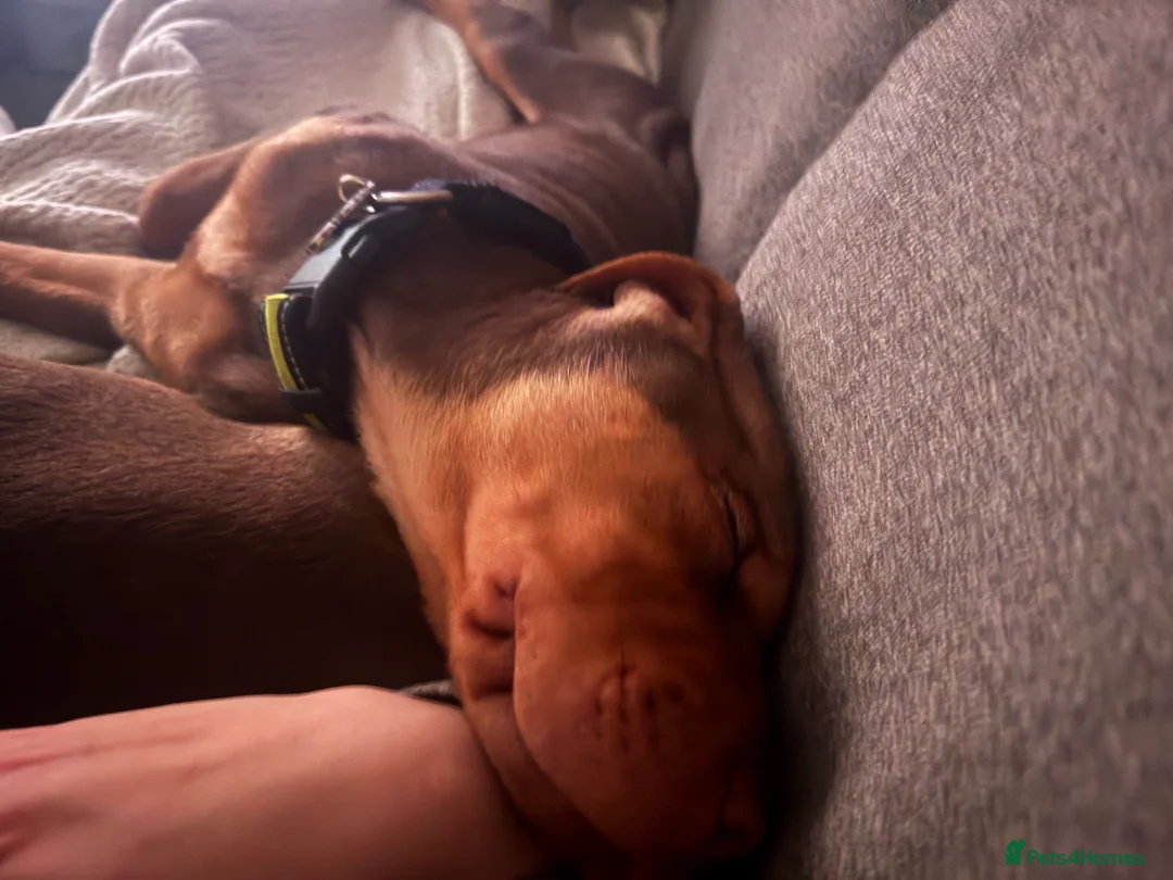 Mixed Breed dogs for sale: 14 week old puppy  in Leeds - Advert 4