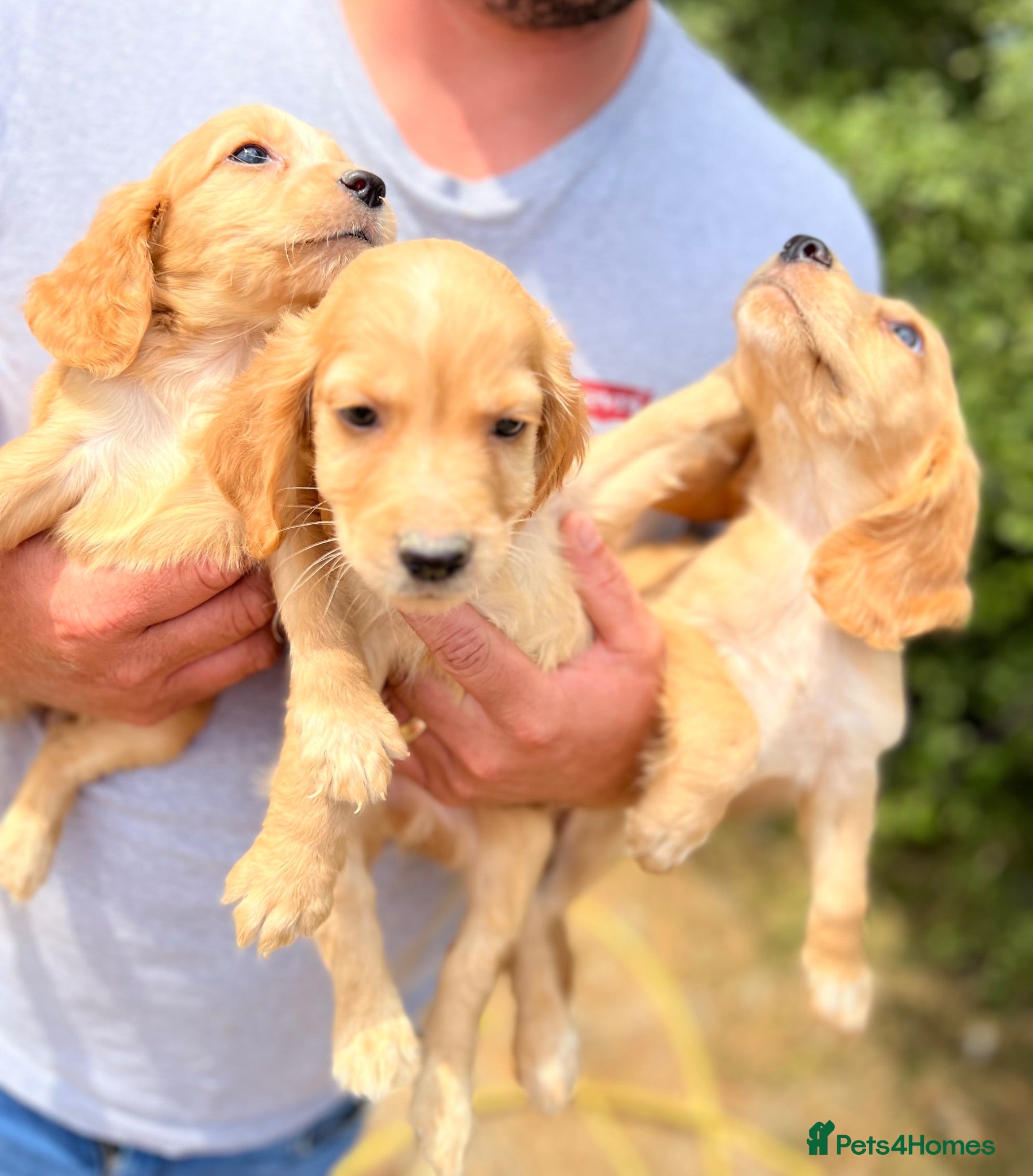 Cockapoo dogs Stunning ready now  - Advert 1