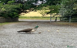 Peafowl poultry for sale: Peacocks, Peahens and Peachicks for sale  - Image 9