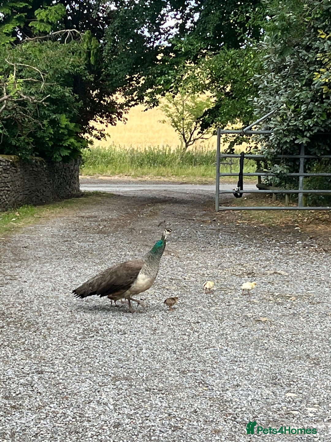 Peafowl poultry for sale: Peacocks, Peahens and Peachicks for sale  - Image 9